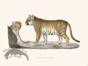 Cuvier 100 Young Half-Breeds Of Lion And Tigress